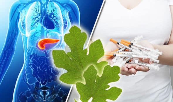 Would you Adam and Eve it? Natural treatment for DIABETES growing in your garden