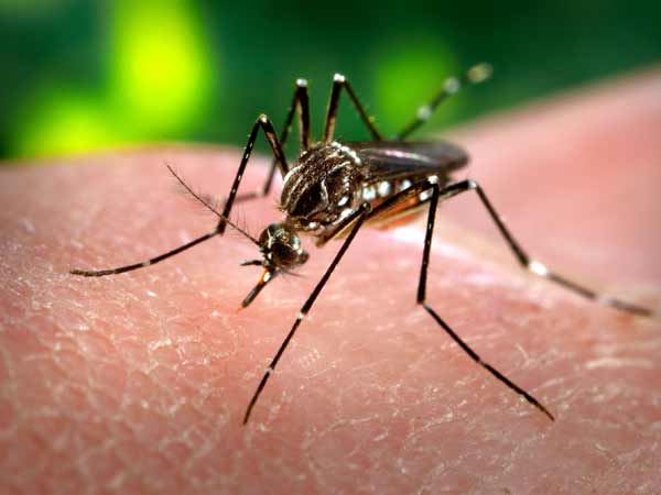 Bengaluru residents find solution for dengue in homeopathy